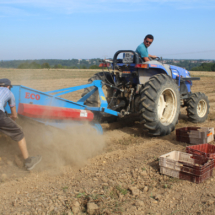 Chantier patates 2019 - 1er round