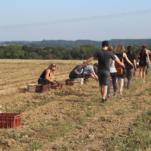 Chantier patates 2019 - 1er round