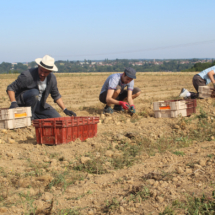 Chantier patates 2019 - 1er round