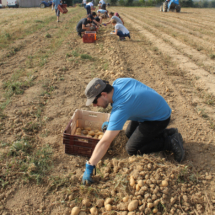 Chantier patates 2019 - 1er round